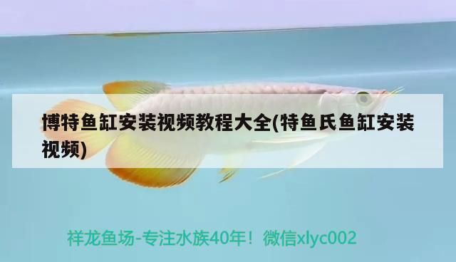 博特魚缸安裝視頻教程大全(特魚氏魚缸安裝視頻) 博特水族 博特魚缸安裝視頻教程大全(特魚氏魚缸安裝視頻) 博特魚缸安裝視頻教程大全(特魚氏魚缸安裝視頻) 博特水族