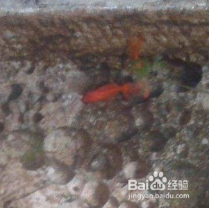 魚缸品牌十大排名榜圖片（魚缸品牌十大排名榜圖片大全） 魚缸品牌十大排名榜圖片（魚缸品牌十大排名榜圖片大全） iwish愛唯希品牌魚缸