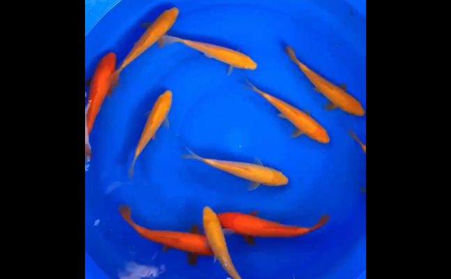 龍魚在愛情中的象征，古老傳說與現代情感的完美交融，龍魚傳說，古老愛情象征與現代情感的浪漫交織，龍魚傳說，古老愛情象征與現代情感的浪漫交融