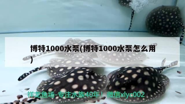 博特1000水泵(博特1000水泵怎么用) 博特1000水泵(博特1000水泵怎么用) 博特水族
