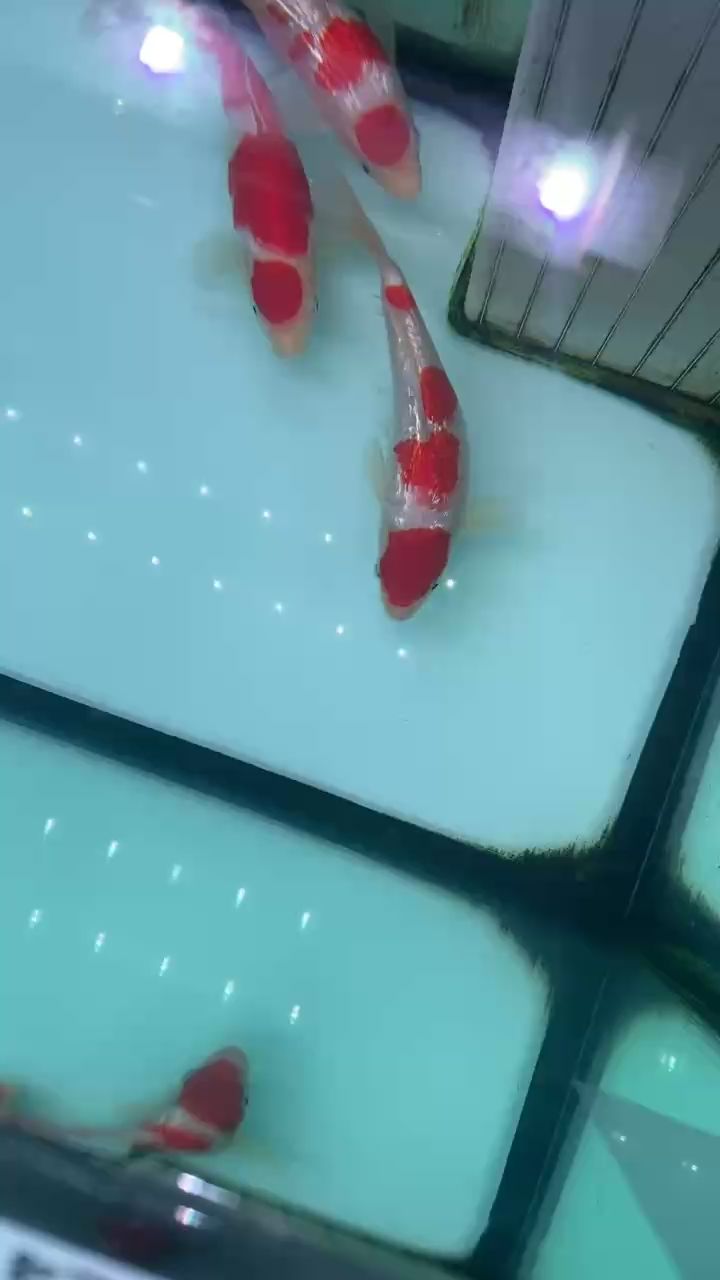 長大啦 長大啦