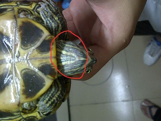 龍魚幼苗飼養全攻略，從入門到精通的詳細指南，龍魚幼苗飼養全攻略，從入門到精通的詳細指南，龍魚幼苗飼養全攻略，從入門到精通 龍魚幼苗飼養全攻略，從入門到精通的詳細指南，龍魚幼苗飼養全攻略，從入門到精通的詳細指南，龍魚幼苗飼養全攻略，從入門到精通 龍魚百科 第2張
