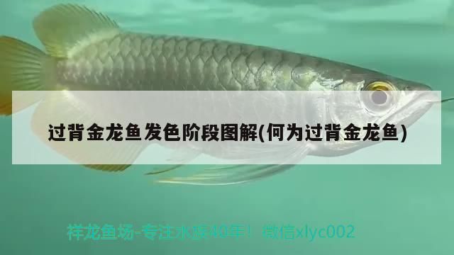 過背金龍魚發色階段圖解(何為過背金龍魚) 過背金龍魚發色階段圖解(何為過背金龍魚) 金龍魚百科