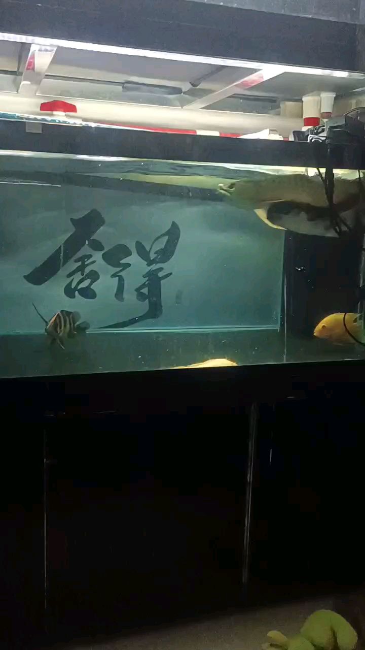 煞筆鯊魚
