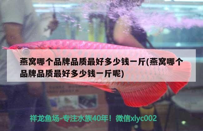 哪種紅龍魚最好(哪種紅龍魚最好養(yǎng)活)