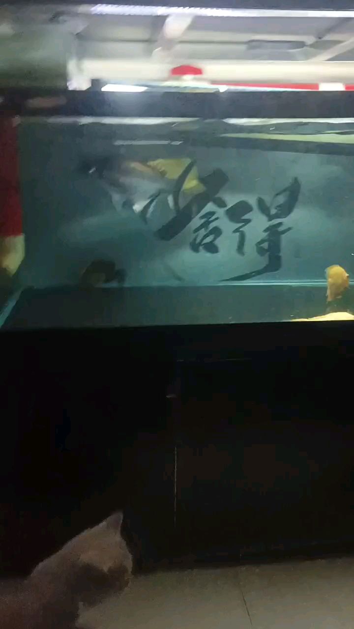 鯊魚的名字叫 大傻