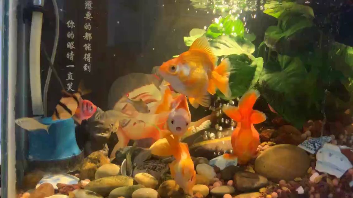 打卡啦