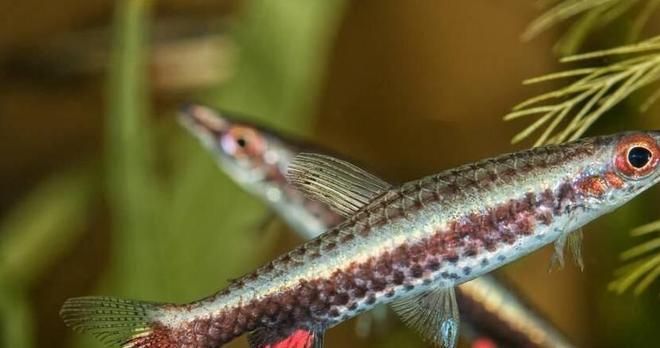 龍魚一個缸能養幾條？飼養數量與缸體大小的科學指南，龍魚飼養指南，缸體大小與適宜數量的科學解析，龍魚飼養指南，缸體大小與適宜數量的科學解析