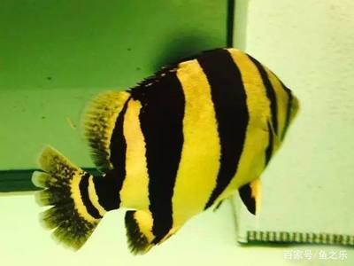 極品泰虎魚30公分多少錢一條：極品泰虎魚30公分多少錢一條30公分極品泰虎魚價格 極品泰虎魚30公分多少錢一條：極品泰虎魚30公分多少錢一條30公分極品泰虎魚價格 虎魚百科 第1張