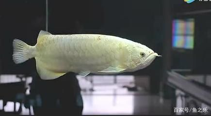 極品泰虎魚30公分多少錢一條：極品泰虎魚30公分多少錢一條30公分極品泰虎魚價格 極品泰虎魚30公分多少錢一條：極品泰虎魚30公分多少錢一條30公分極品泰虎魚價格 虎魚百科 第2張