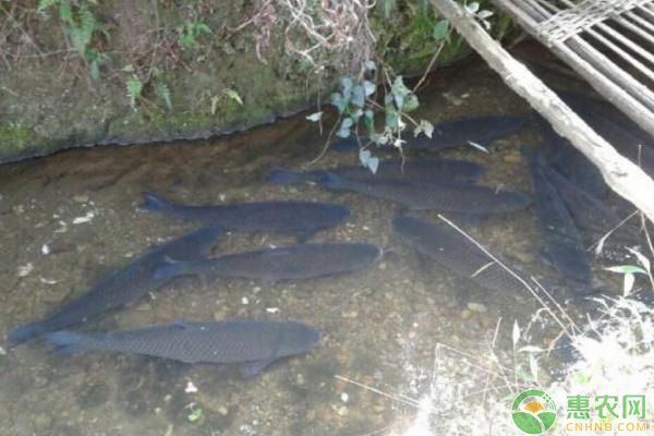 龍魚一般幾天喂一次？科學喂養指南，龍魚科學喂養指南，幾天喂一次最合適？龍魚科學喂養指南，幾天喂一次最合適？
