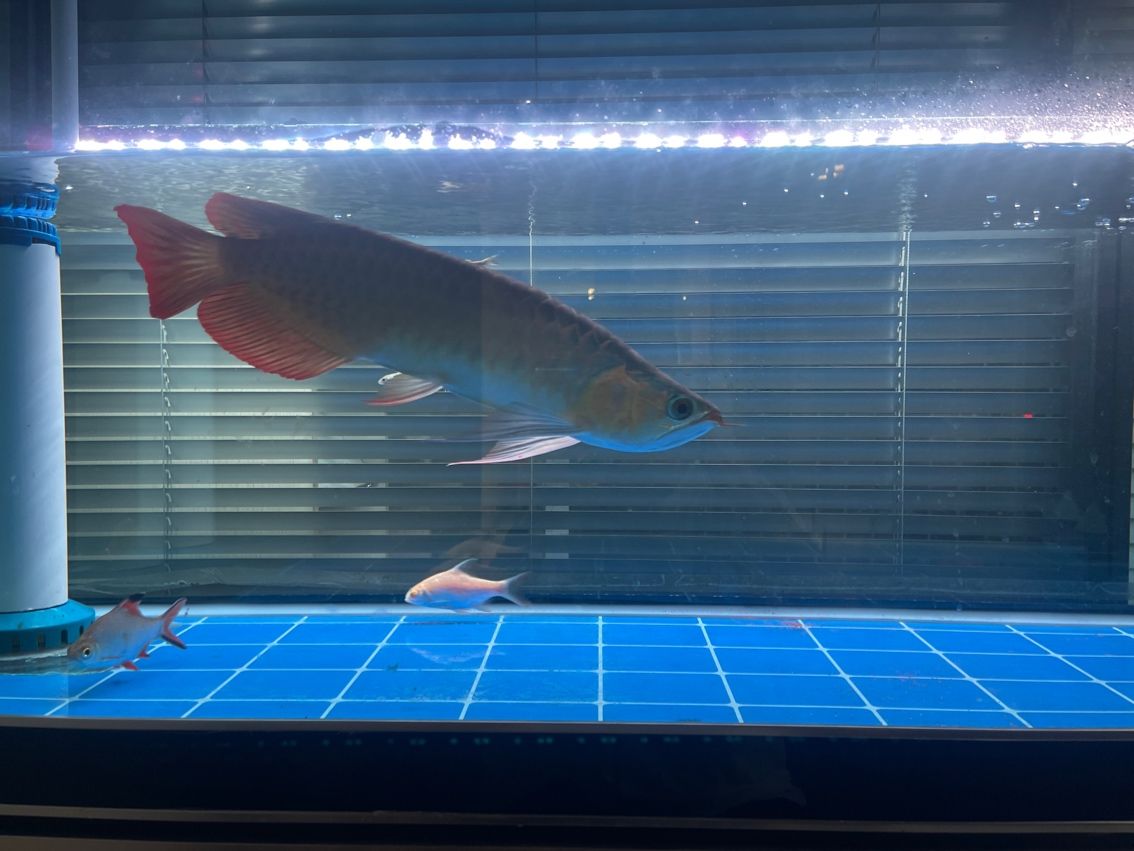 龍魚沉頭