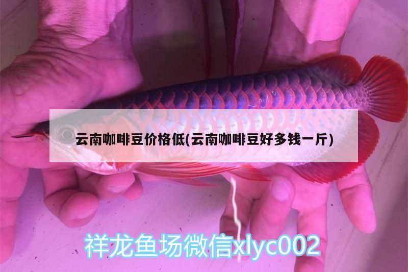 云南咖啡豆價格低(云南咖啡豆好多錢一斤)