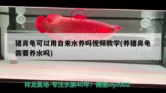 豬鼻龜可以用自來(lái)水養(yǎng)嗎視頻教學(xué)(養(yǎng)豬鼻龜需要養(yǎng)水嗎)