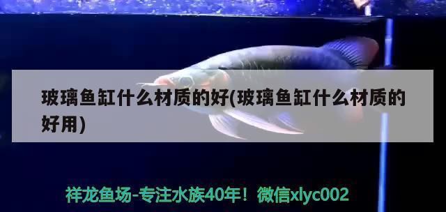 龍魚養(yǎng)久了會影響主人嗎？為什么？長期飼養(yǎng)龍魚對主人的影響及原因解析，長期飼養(yǎng)龍魚對主人的影響及原因解析