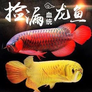 金龍魚貴還是紅龍魚貴一點：金龍魚和紅龍魚哪個更貴？