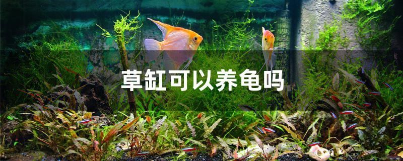 寧海縣躍龍街道春磊魚缸店