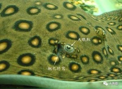 魟魚掉下來的刺還有毒嗎：魟魚掉下來的刺還有毒嗎[需手動填充]魚掉下來的刺還有毒嗎