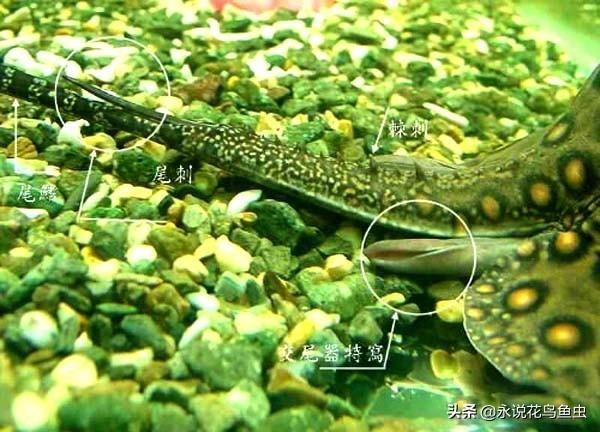魟魚掉下來的刺還有毒嗎：魟魚掉下來的刺還有毒嗎[需手動填充]魚掉下來的刺還有毒嗎