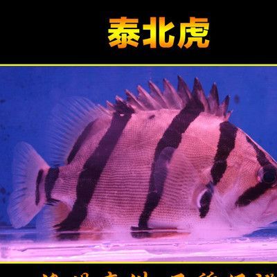 泰北虎多少錢？：泰北虎多少錢