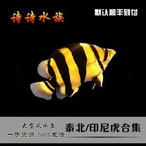 泰北虎多少錢？：泰北虎多少錢