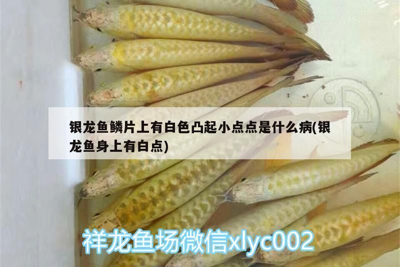 銀龍魚鱗片上有白色凸起小點點是什么病(銀龍魚身上有白點)
