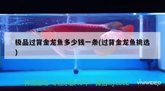 極品過背金龍魚多少錢一條(過背金龍魚挑選) 極品過背金龍魚多少錢一條(過背金龍魚挑選) 金龍魚百科
