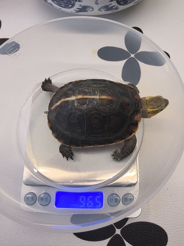 準(zhǔn)備好,24年冬眠啦,25年見 龍魚論壇 第1張 準(zhǔn)備好,24年冬眠啦,25年見 準(zhǔn)備好,24年冬眠啦,25年見 龍魚論壇 第1張