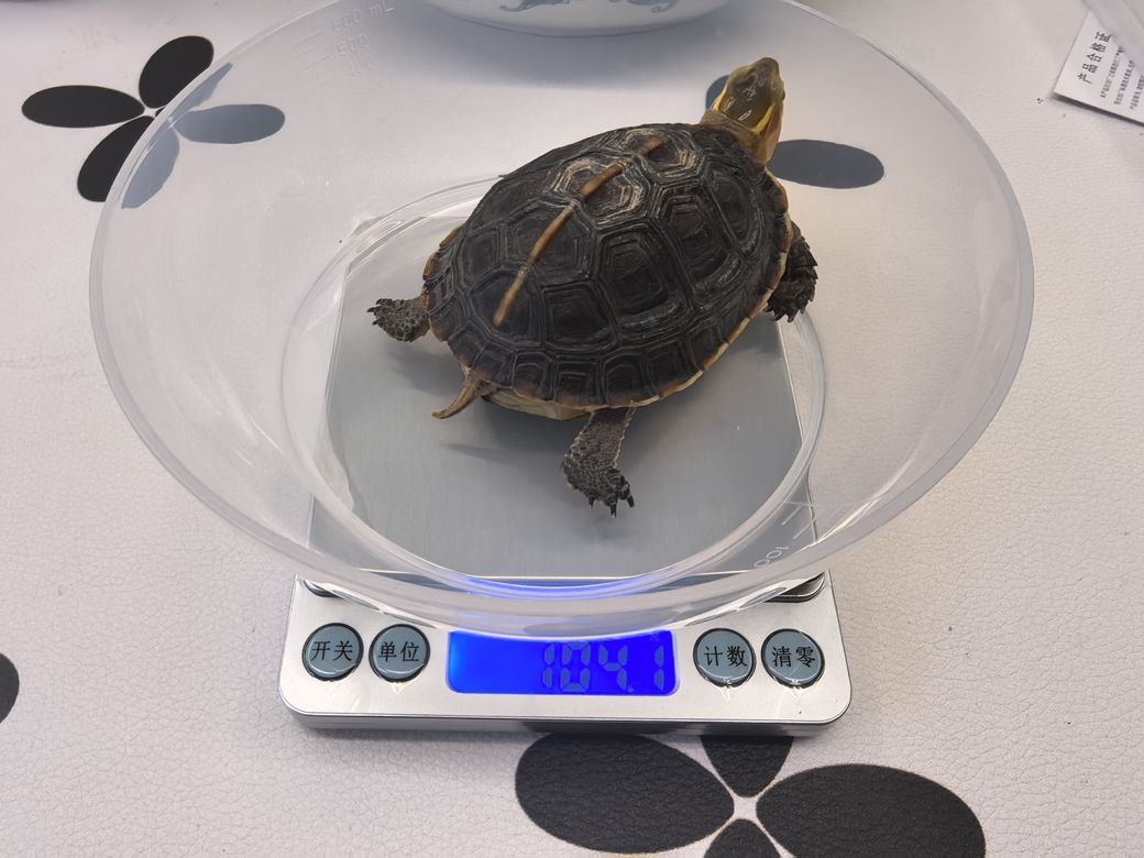 準(zhǔn)備好,24年冬眠啦,25年見 龍魚論壇 第2張 準(zhǔn)備好,24年冬眠啦,25年見 準(zhǔn)備好,24年冬眠啦,25年見 龍魚論壇 第2張