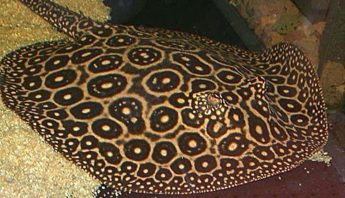 魟魚能餓多長時間：魟魚的饑餓耐受能力與其種類、年齡、健康狀況以及生活環境等因素有關 魟魚能餓多長時間：魟魚的饑餓耐受能力與其種類、年齡、健康狀況以及生活環境等因素有關 魟魚百科 第2張