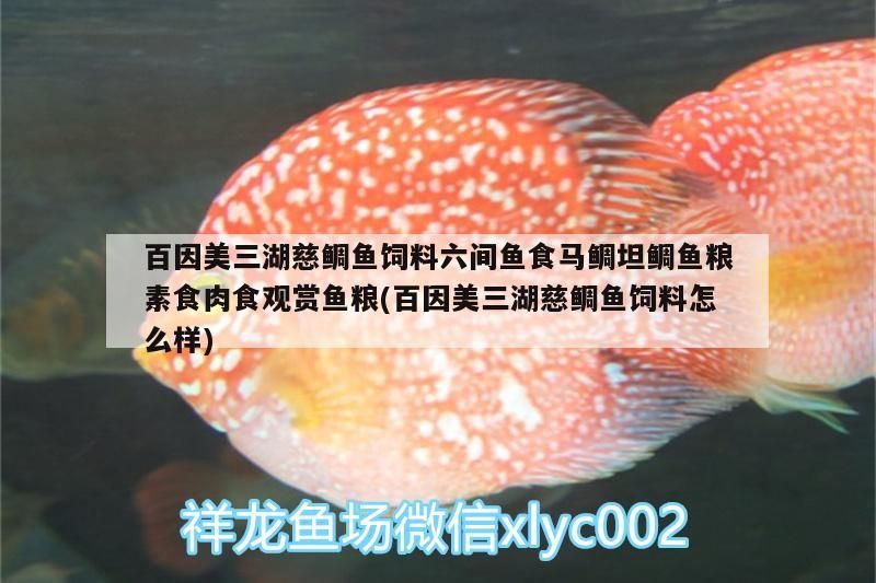 銀龍魚眼睛有白膜怎么辦圖片大全(銀龍魚眼睛長白膜是什么原因)