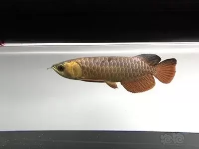 家里的龍魚死了有什么寓意