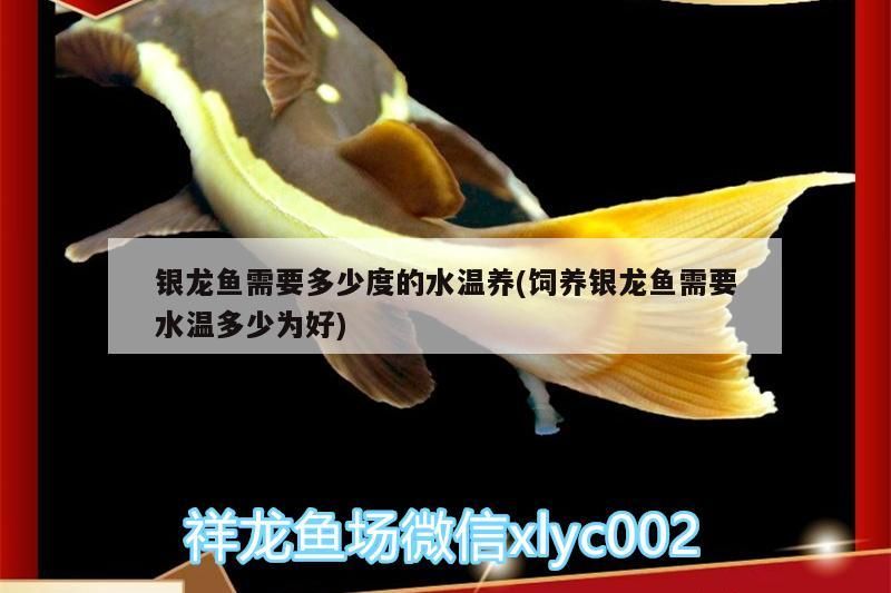 魚缸 銀龍魚需要多少度的水溫養(飼養銀龍魚需要水溫多少為好) 銀龍魚百科 銀龍魚需要多少度的水溫養(飼養銀龍魚需要水溫多少為好) 銀龍魚需要多少度的水溫養(飼養銀龍魚需要水溫多少為好) 銀龍魚百科