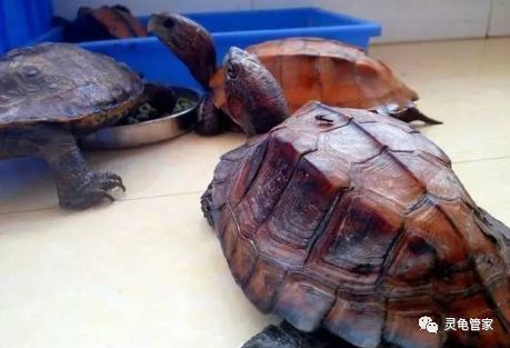 龍魚突然不吃是咋回事?原因分析與解決方法,龍魚拒食原因解析及應(yīng)對措施,龍魚拒食的常見原因及解決對策 龍魚百科 第2張 龍魚突然不吃是咋回事?原因分析與解決方法,龍魚拒食原因解析及應(yīng)對措施,龍魚拒食的常見原因及解決對策 龍魚突然不吃是咋回事?原因分析與解決方法,龍魚拒食原因解析及應(yīng)對措施,龍魚拒食的常見原因及解決對策 龍魚百科 第2張