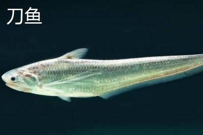 龍魚頭朝上怎么救?緊急救治與預防措施詳解,龍魚頭朝上緊急救治與預防措施全解析,龍魚頭朝上緊急救治與預防措施全指南 龍魚百科 第3張 龍魚頭朝上怎么救?緊急救治與預防措施詳解,龍魚頭朝上緊急救治與預防措施全解析,龍魚頭朝上緊急救治與預防措施全指南 龍魚頭朝上怎么救?緊急救治與預防措施詳解,龍魚頭朝上緊急救治與預防措施全解析,龍魚頭朝上緊急救治與預防措施全指南 龍魚百科 第3張