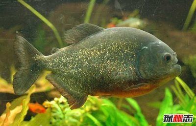 虎魚適合養(yǎng)幾只魚：虎魚的養(yǎng)殖方法