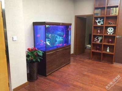 7s魚缸怎么樣：7s魚缸在市場上有著不同的評價 7s魚缸怎么樣：7s魚缸在市場上有著不同的評價 魚缸百科 第3張
