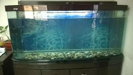 60的上濾魚缸可以養幾條金魚：60魚缸能養幾條金魚