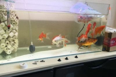 60的上濾魚缸可以養幾條金魚：60魚缸能養幾條金魚