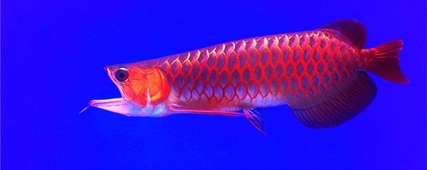 龍魚跳缸3小時還有救？緊急搶救措施與預防策略全解析，龍魚跳缸3小時存活急救指南與預防措施全解析，龍魚跳缸3小時急救與預防全攻略 龍魚跳缸3小時還有救？緊急搶救措施與預防策略全解析，龍魚跳缸3小時存活急救指南與預防措施全解析，龍魚跳缸3小時急救與預防全攻略 龍魚百科 第3張
