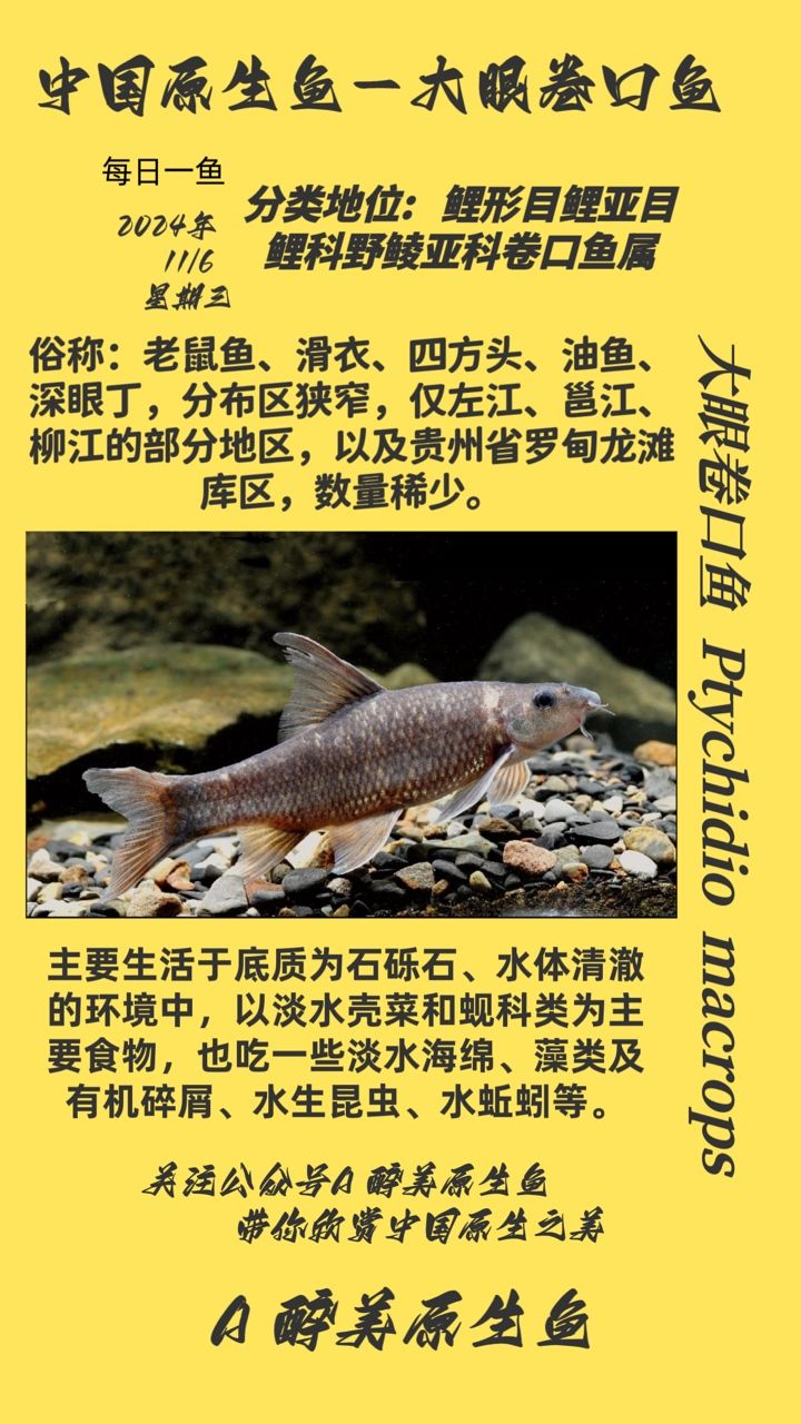 龍魚干蝦有營養嗎 大眼卷口魚 龍魚論壇 大眼卷口魚 大眼卷口魚 龍魚論壇