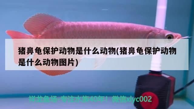 豬鼻龜保護動物是什么動物(豬鼻龜保護動物是什么動物圖片)