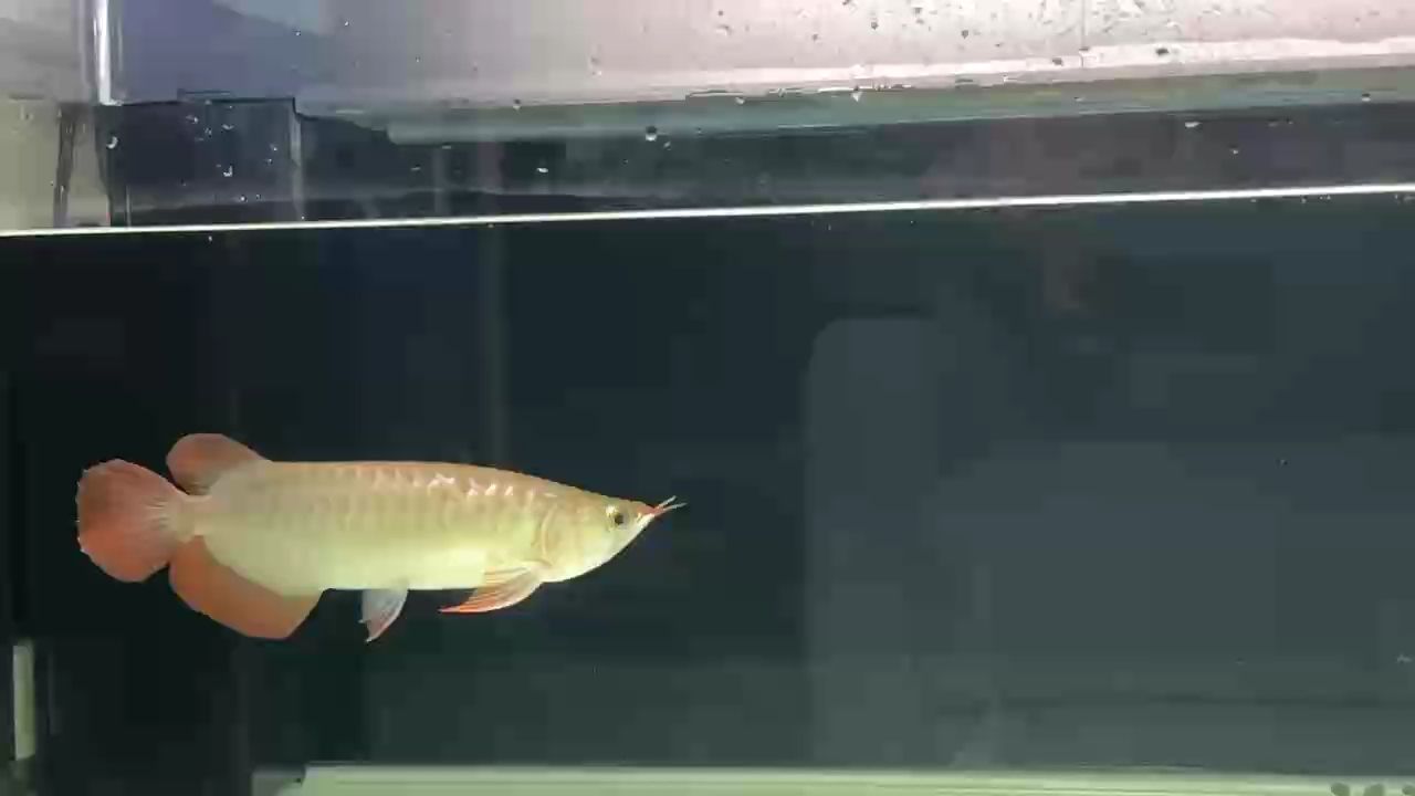 觀賞魚(yú) 老虎仔挪到下層缸一段時(shí)間了,基本上都開(kāi)始適應(yīng),這樣狀態(tài)還是沒(méi)回到之前最好的時(shí)候! 龍魚(yú)論壇 老虎仔挪到下層缸一段時(shí)間了,基本上都開(kāi)始適應(yīng),這樣狀態(tài)還是沒(méi)回到之前最好的時(shí)候! 老虎仔挪到下層缸一段時(shí)間了,基本上都開(kāi)始適應(yīng),這樣狀態(tài)還是沒(méi)回到之前最好的時(shí)候! 龍魚(yú)論壇