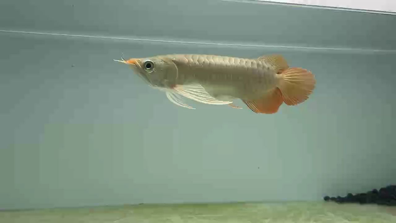 升仔前幾天有點不對勁，可能這就是魚的感冒發燒吧，經過下鹽換水，基本上沒事了！ 升仔前幾天有點不對勁，可能這就是魚的感冒發燒吧，經過下鹽換水，基本上沒事了！ 龍魚論壇