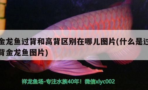 金龍魚過背和高背區別在哪兒圖片(什么是過背金龍魚圖片)