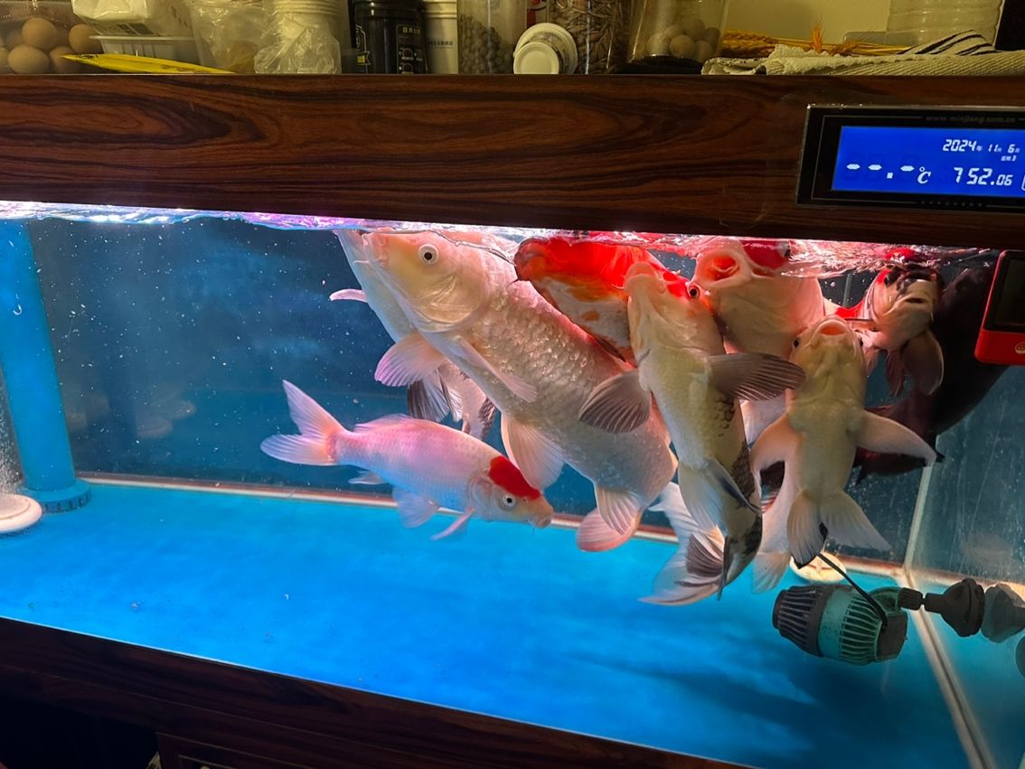早上 早上 龍魚論壇