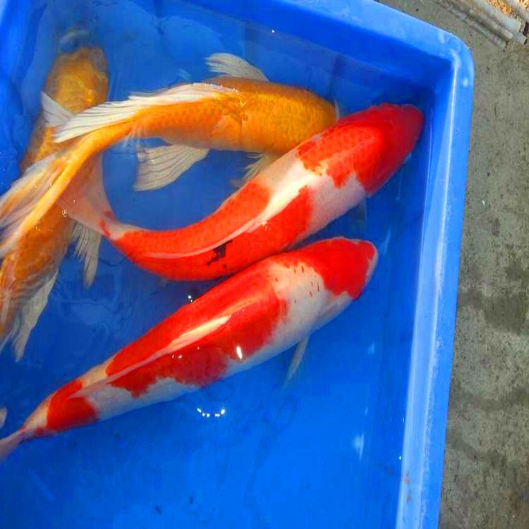 龍魚是什么意思？探秘龍魚的象征意義與文化內涵，龍魚，揭秘其象征意義與文化內涵，龍魚的象征意義與文化內涵探秘