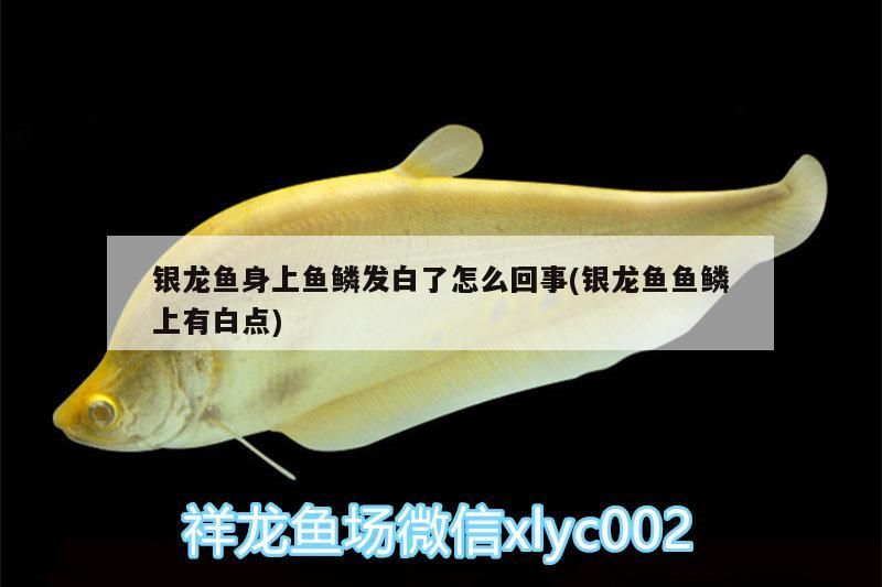 銀龍魚身上魚鱗發白了怎么回事(銀龍魚魚鱗上有白點)