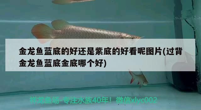 金龍魚藍底的好還是紫底的好看呢圖片(過背金龍魚藍底金底哪個好)