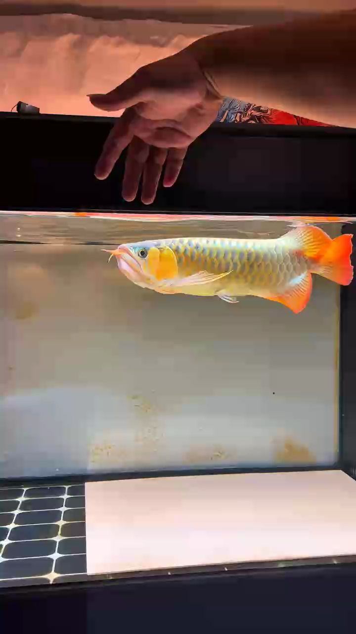 Douyin: Douyin: 龍魚論壇